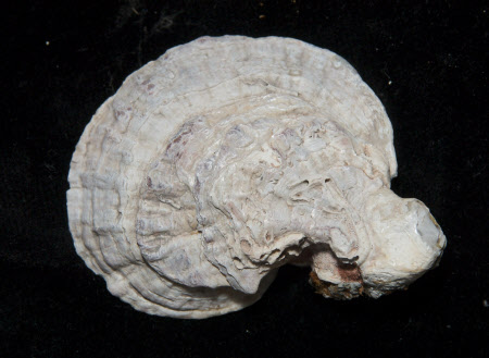 Oyster shell