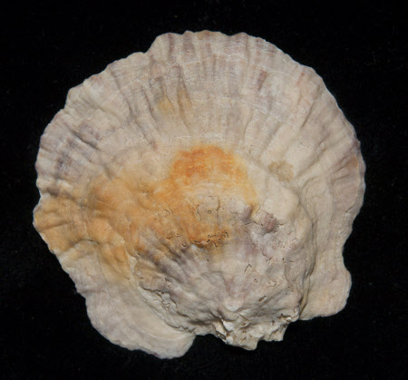 Oyster shell