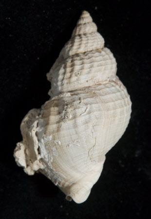 Whelk shell