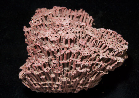 Coral