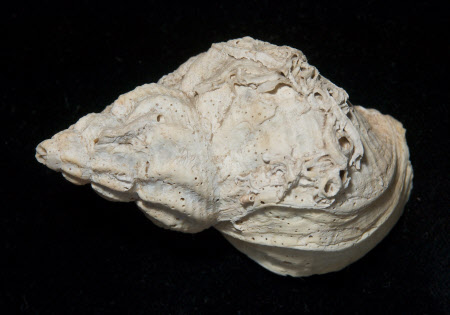 Whelk shell