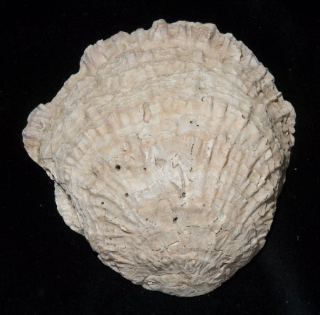 Oyster shell
