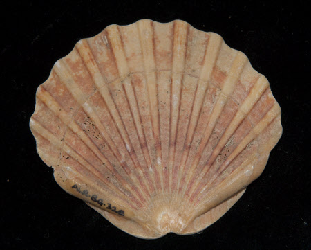 Shell top