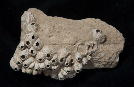 Stone