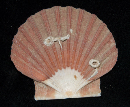 Shell top