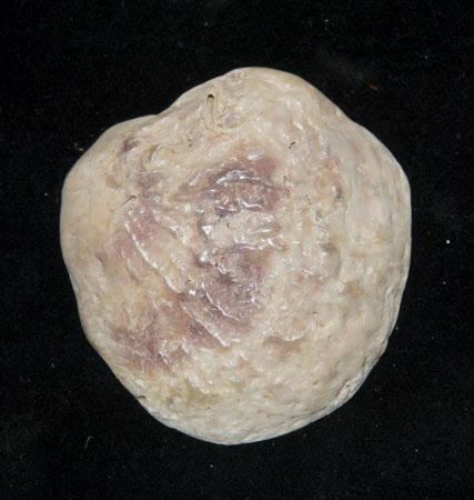 Oyster shell