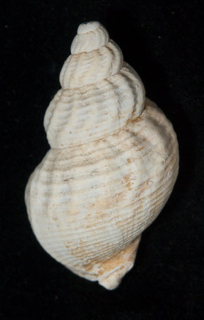 Whelk shell