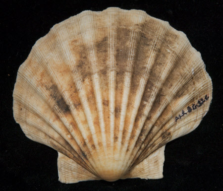 Shell base