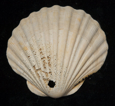 Shell base