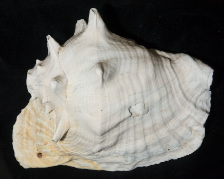 Queen conch shell