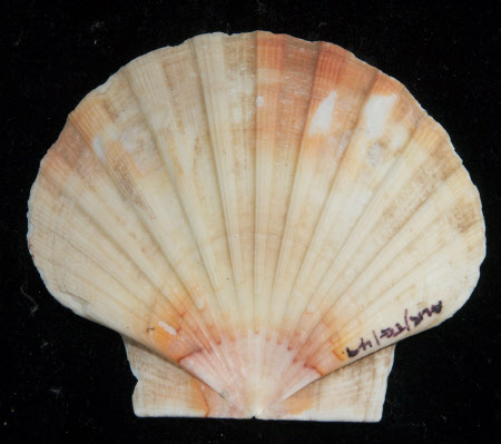 Shell top