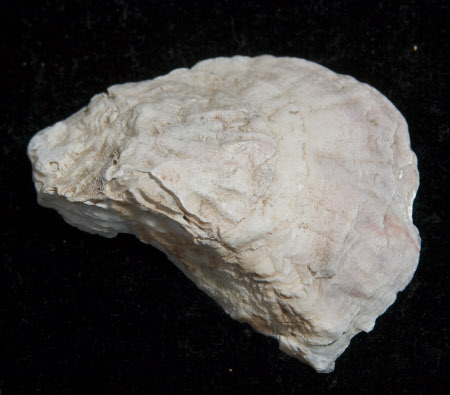 Oyster shell