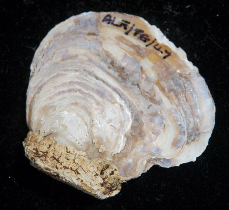 Oyster shell