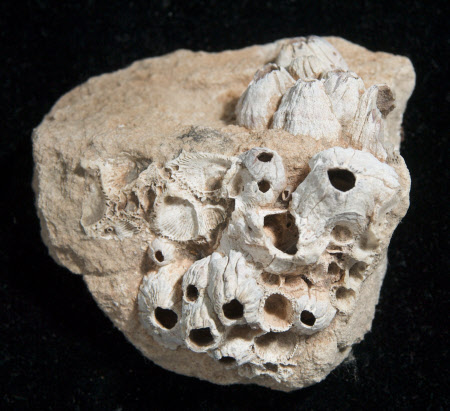 Stone