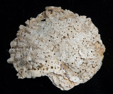 Oyster shell