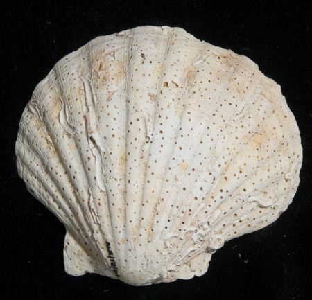 Scallop shell