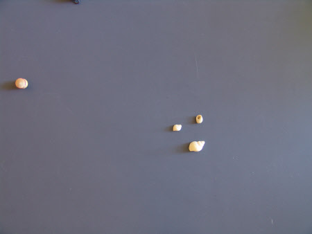 Shell