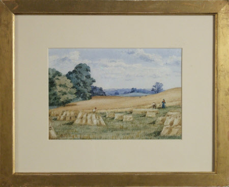 Cornfield near Knight's Place