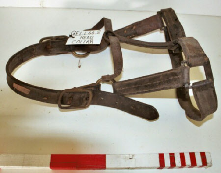 Bridle