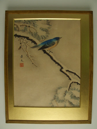 Blue-and-white flycatcher