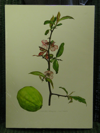 Chaenomeles cathayensis