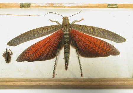 Snowshill Manor © National Trust / Claire Reeves and team