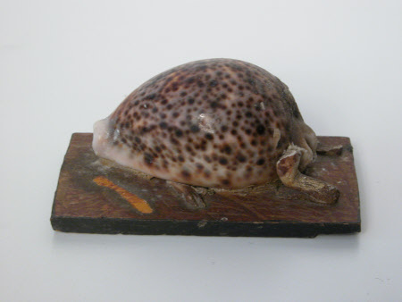 Cowrie shell