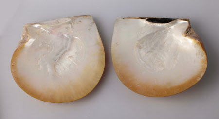 Scallop shell