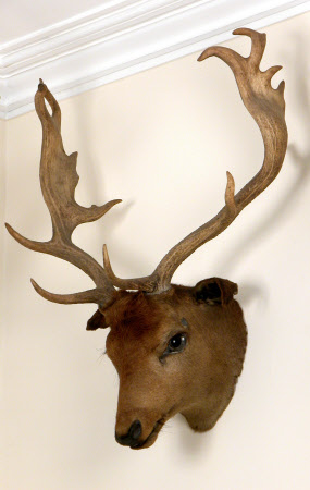 Deer head
