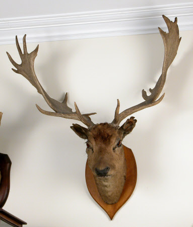 Deer head