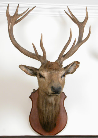 Deer head