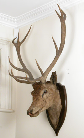 Deer head