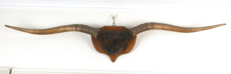 Longhorn head