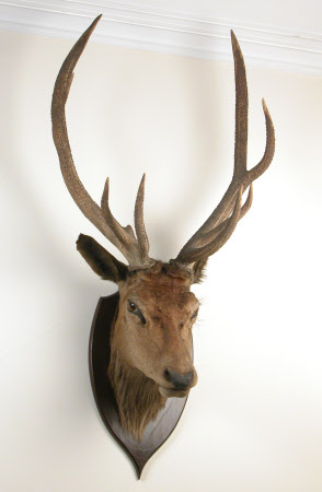 Deer head