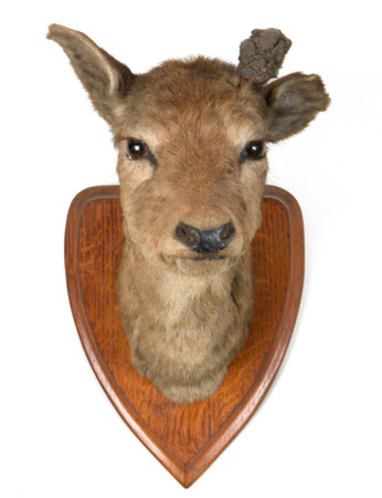 Deer head