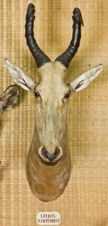 Lelwel Hartebeest