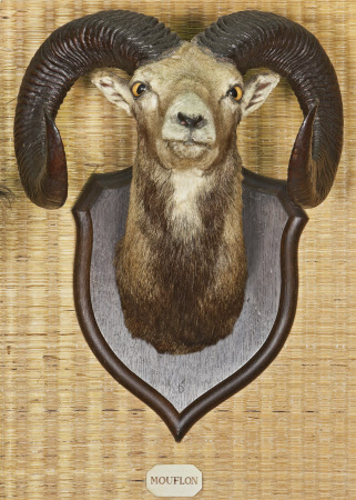 Mouflon Ram