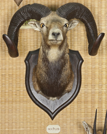 Tatton Park  © Tatton Park/Cheshire East Council/National Trust