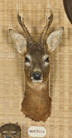 Roebuck Gazelle