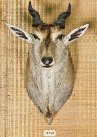 Eland