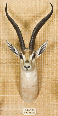 Grant's Gazelle
