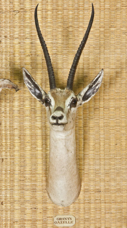 Grant's Gazelle