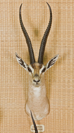 Grant's Gazelle