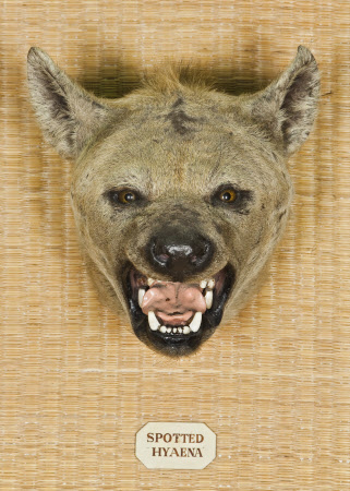 Hyena