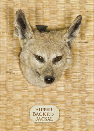 Jackal head