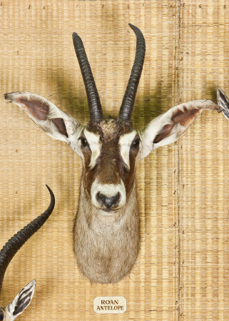 Roan antelope head