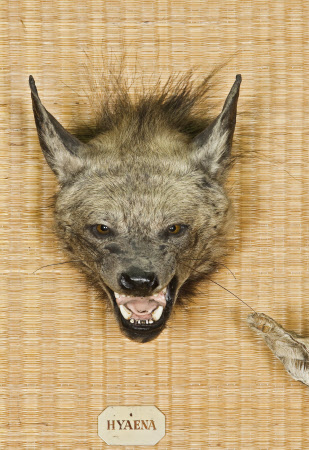 Hyena head