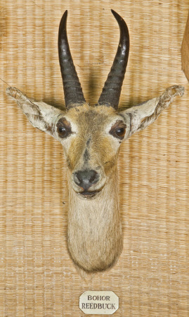 Bohor reedbuck head