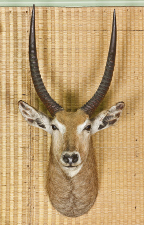 Waterbuck head