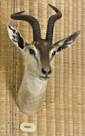 Dorcas gazelle head